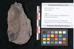 Foto (Objekt + Etikett) von Neuropteris sp.  (NHMW-GEO-2024-0188-10710)